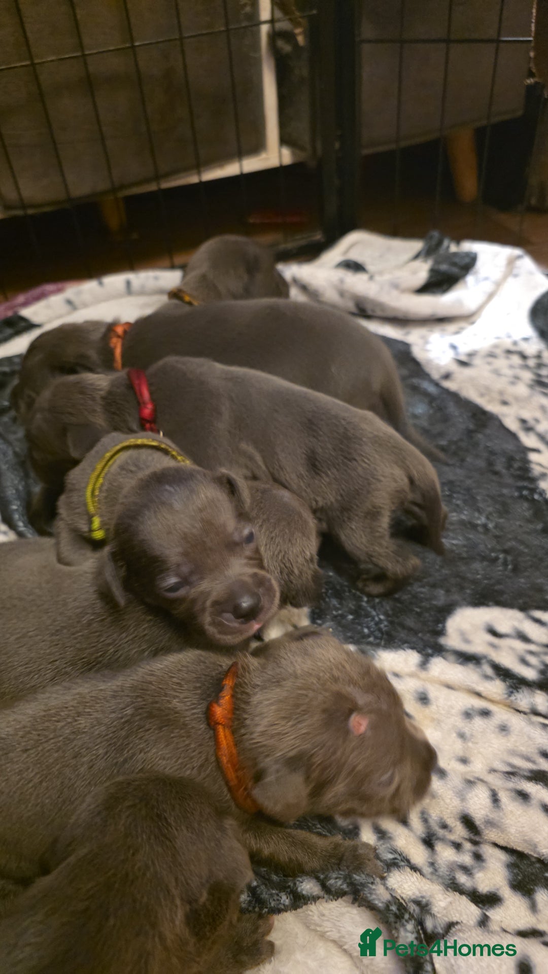 Staffordshire Bull Terrier dogs for sale: Staffy puppys  - Image 5