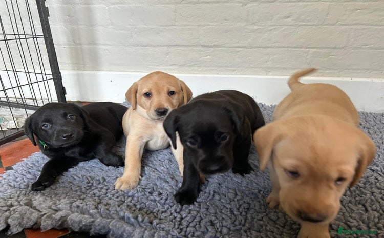 Labrador Retriever dogs - Advert 1