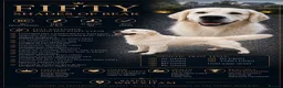 Golden Retriever dogs for sale: Mixed Shade Puppies - Ready Sept 6th - Advert 3
