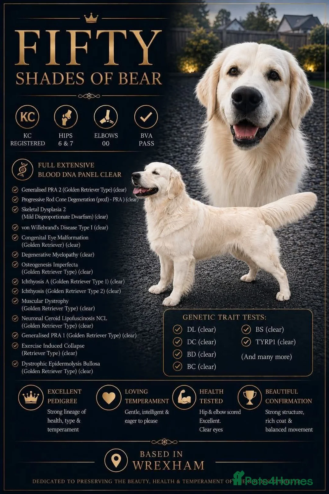 Golden Retriever dogs for sale: Mixed Shade Puppies - Ready Sept 6th - Advert 3