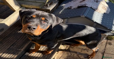 Rottweiler dogs - Advert 4