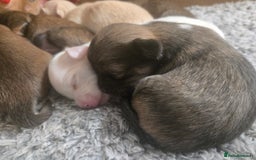 Pomchi dogs for sale: Gorgeous pomchi puppies  - Image 5