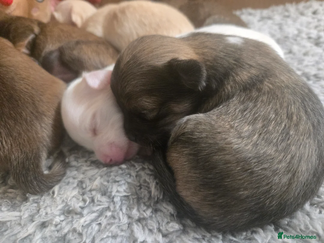 Pomchi dogs for sale: Gorgeous pomchi puppies  - Advert 6