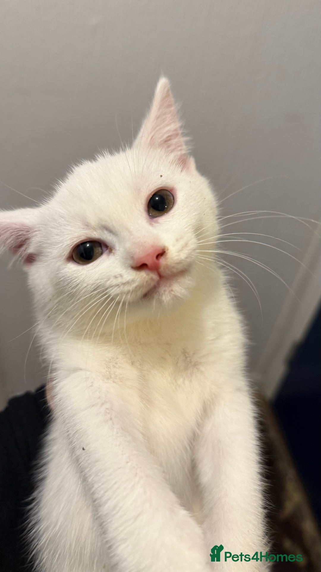 British Shorthair cats for sale: Kittens - Image 2