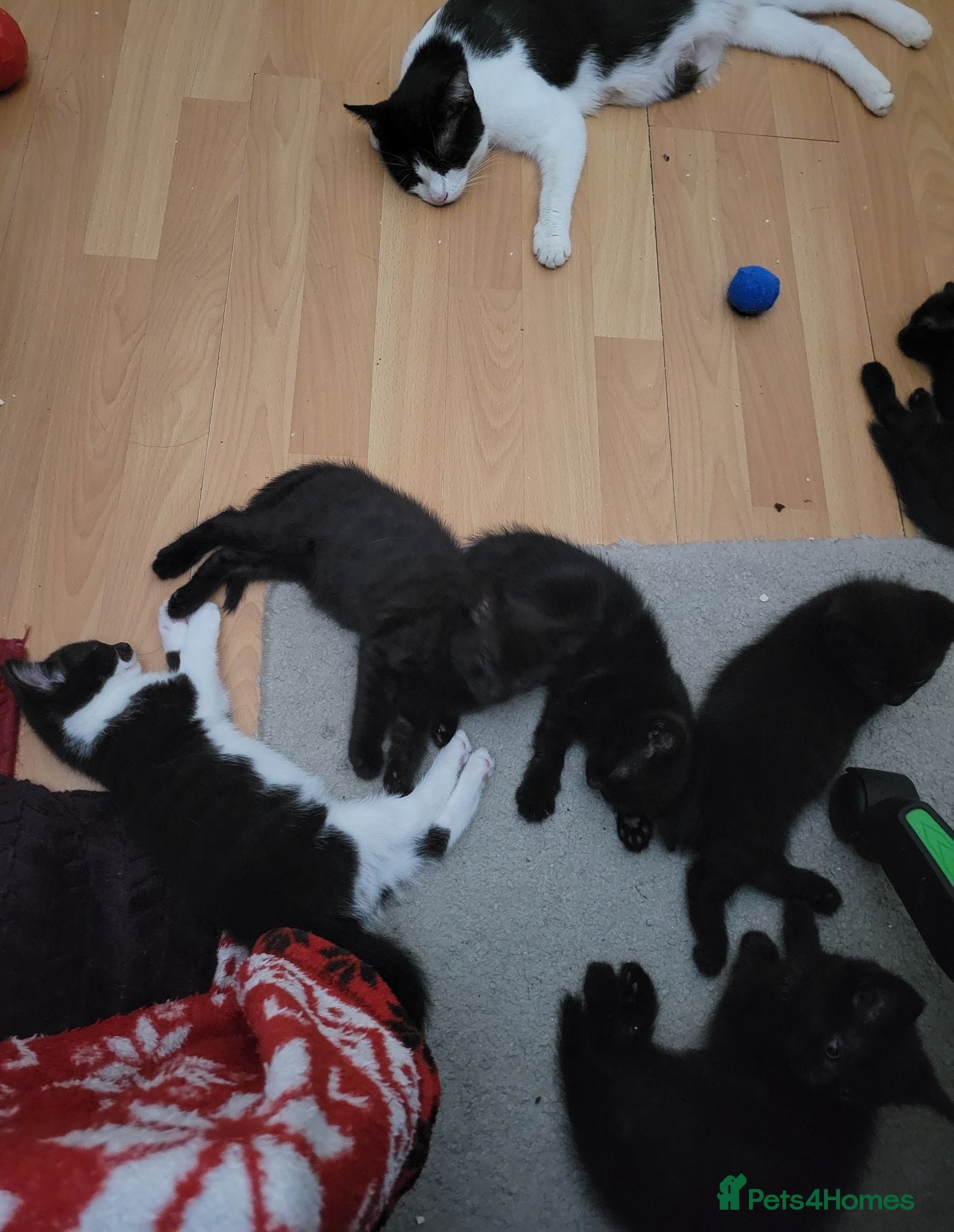 Domestic Shorthair cats 5 Well-Socialised Kittens Ready for Loving Homes - Advert 1