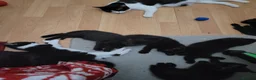 Domestic Shorthair cats for sale: Ready to Fly the Nest  - Advert 15