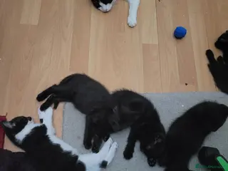 Domestic Shorthair cats 5 Well-Socialised Kittens Ready for Loving Homes - Advert 3