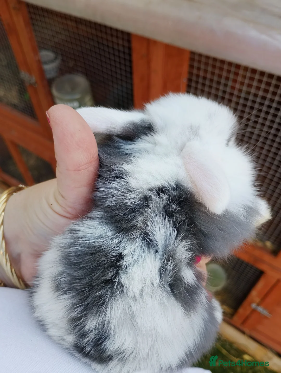 Chickens poultry for sale: Mini lop baby's  - Advert 2