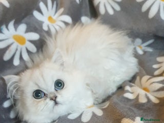 Persian cats 💖Beautiful Pedigree Chinchilla Persian Kittens. - Advert 1