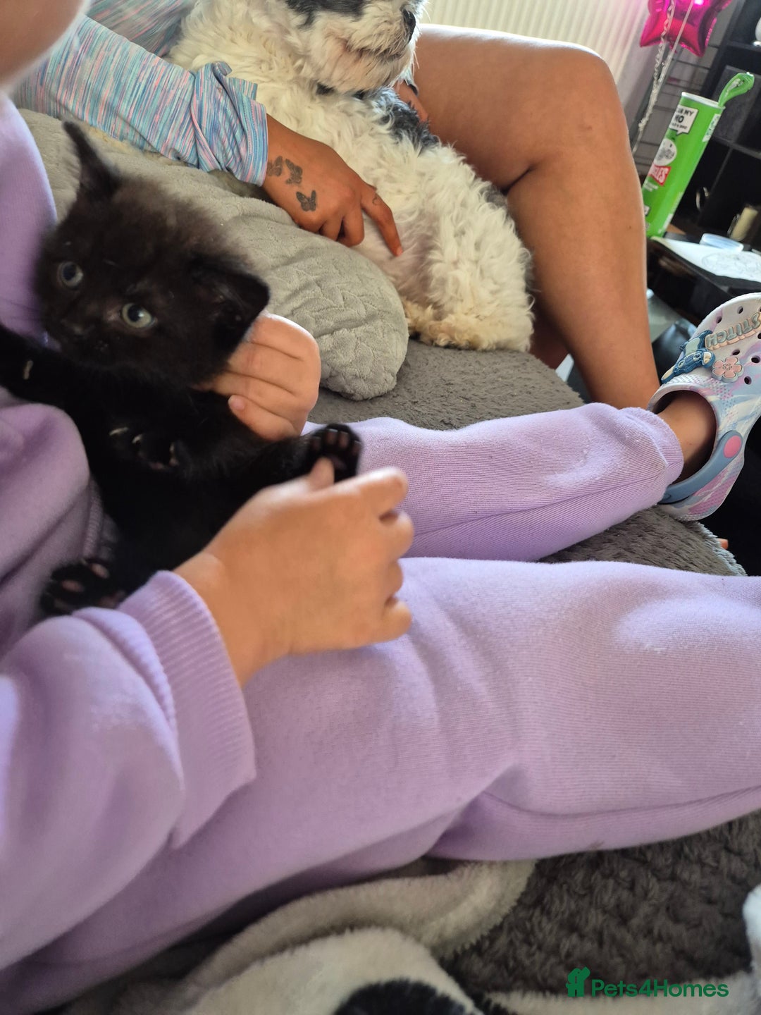 Mixed Breed cats for sale: Gorgeous fluffy chunky little babies  - Image 11
