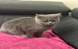 British Shorthair cats for sale: Stunning Blue BSH graded health checked female   in Stockport - Image 15