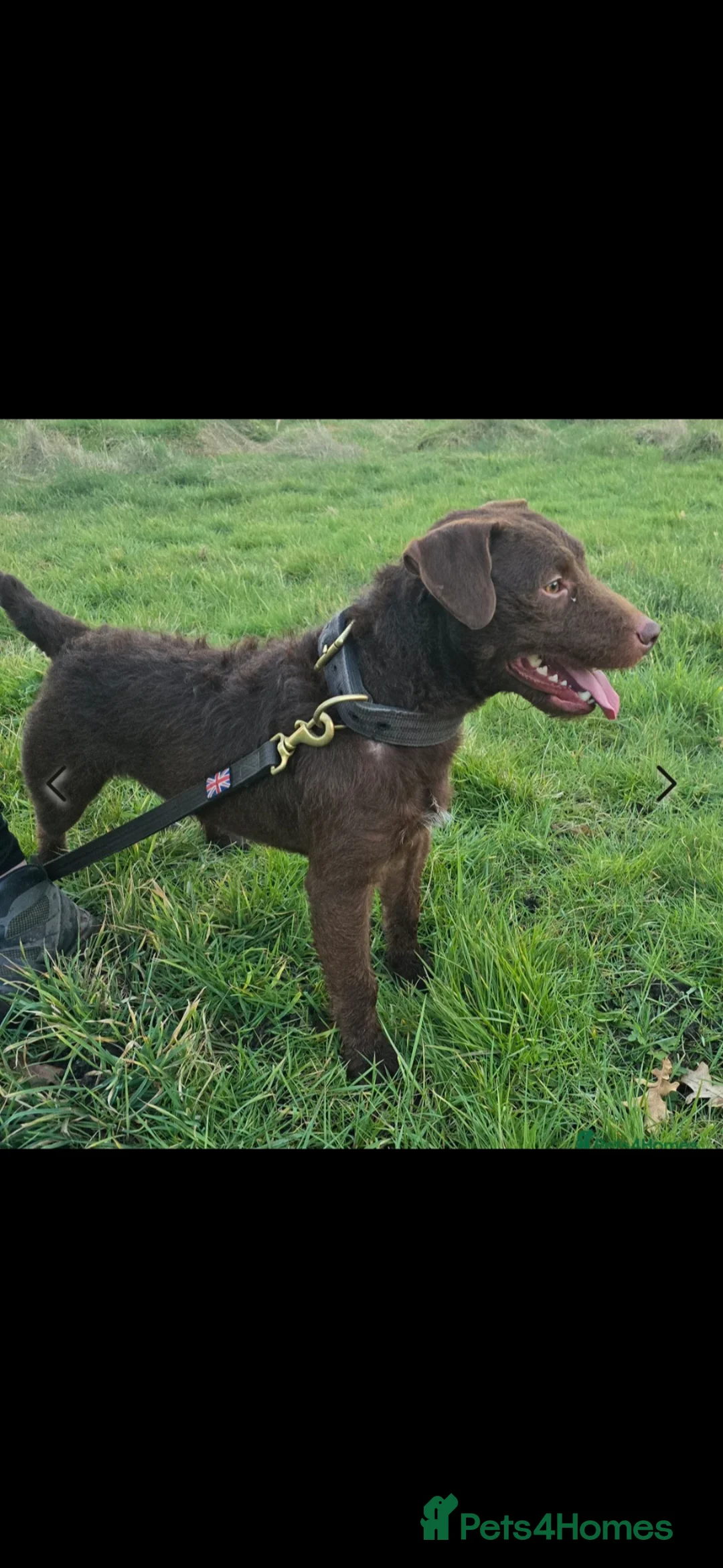 Patterdale Terrier dogs for sale: Chocolate Patterdale terrier  - Advert 6