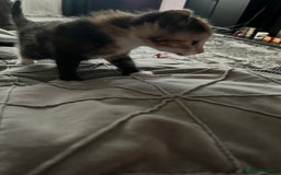 Mixed Breed cats for sale: Last two left of litter  - Image 6