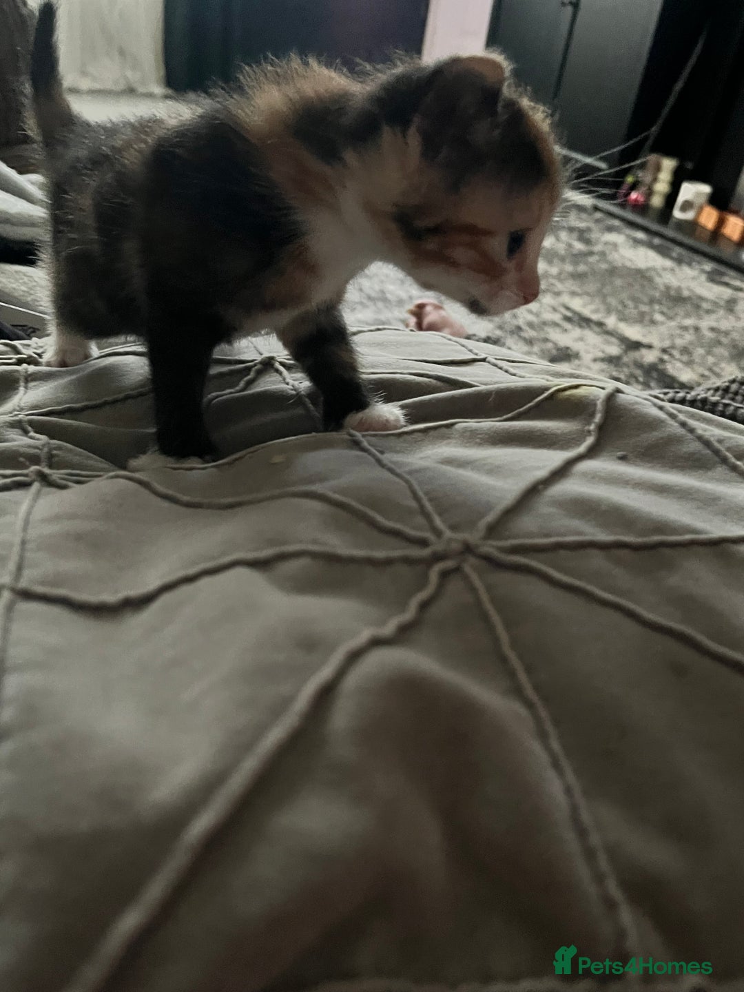 Mixed Breed cats for sale: Last two left of litter  - Image 6