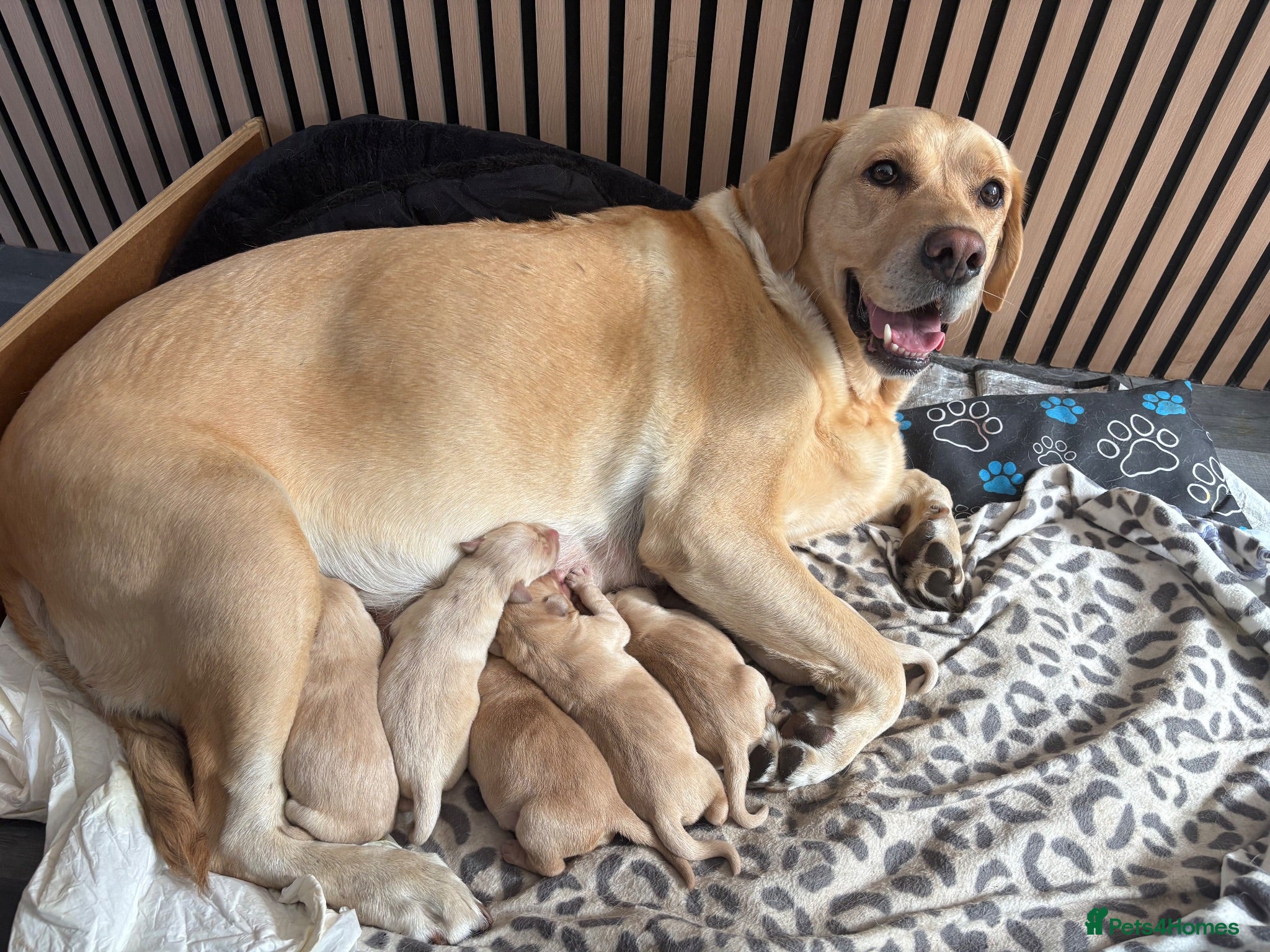Labrador Retriever dogs 6 Gorgeous KC Labrador Pups  - Advert 5