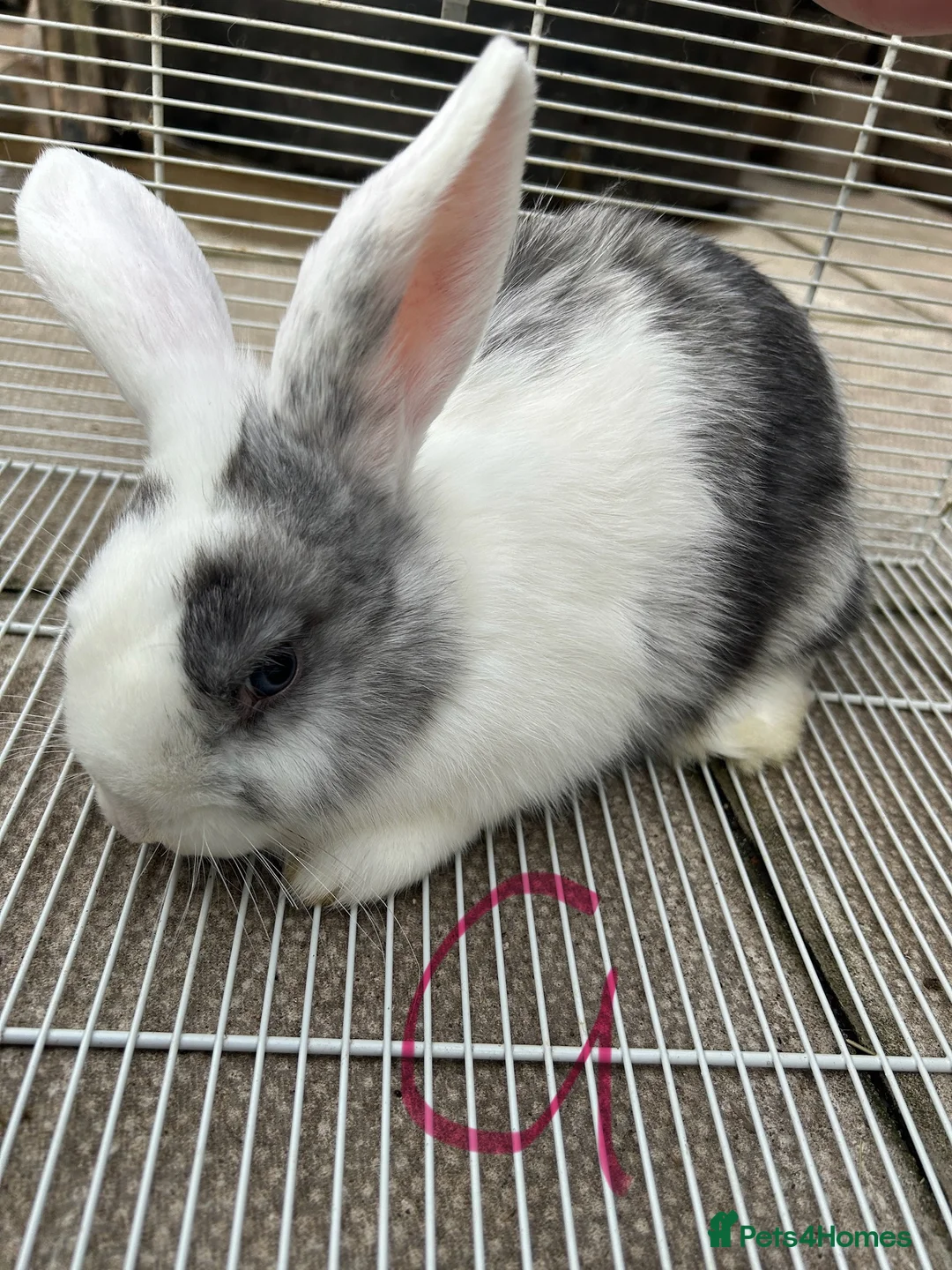 Lionhead rabbits for sale: I have both lop ear and Lionheads  - Advert 3