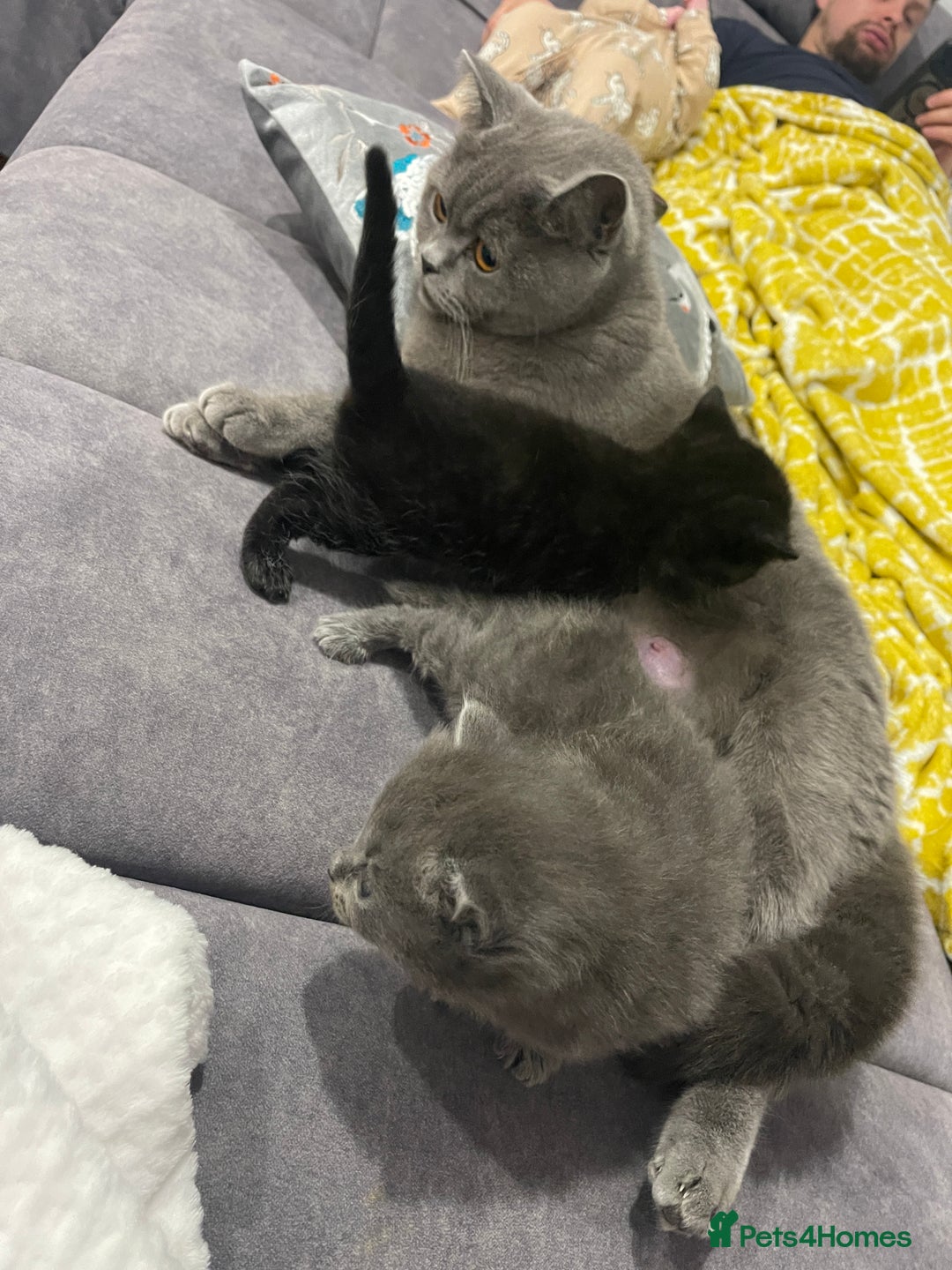 British Shorthair cats for sale: 🌟Gorgeous Male British Shorthair Kitten 🌟 - Advert 13