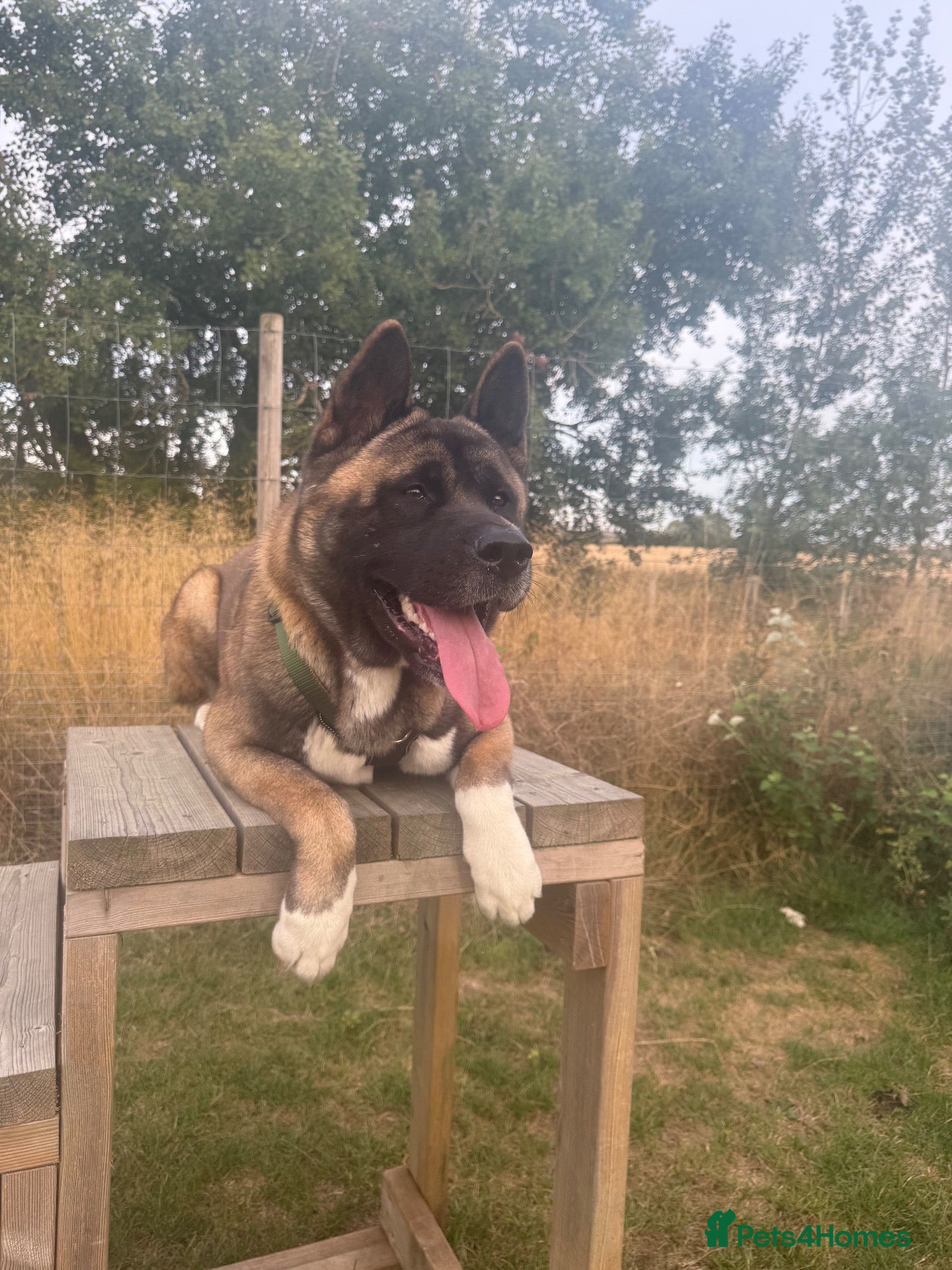 Akita dogs 🐾 2-year-old Akita boy looking for a home  - Advert 4