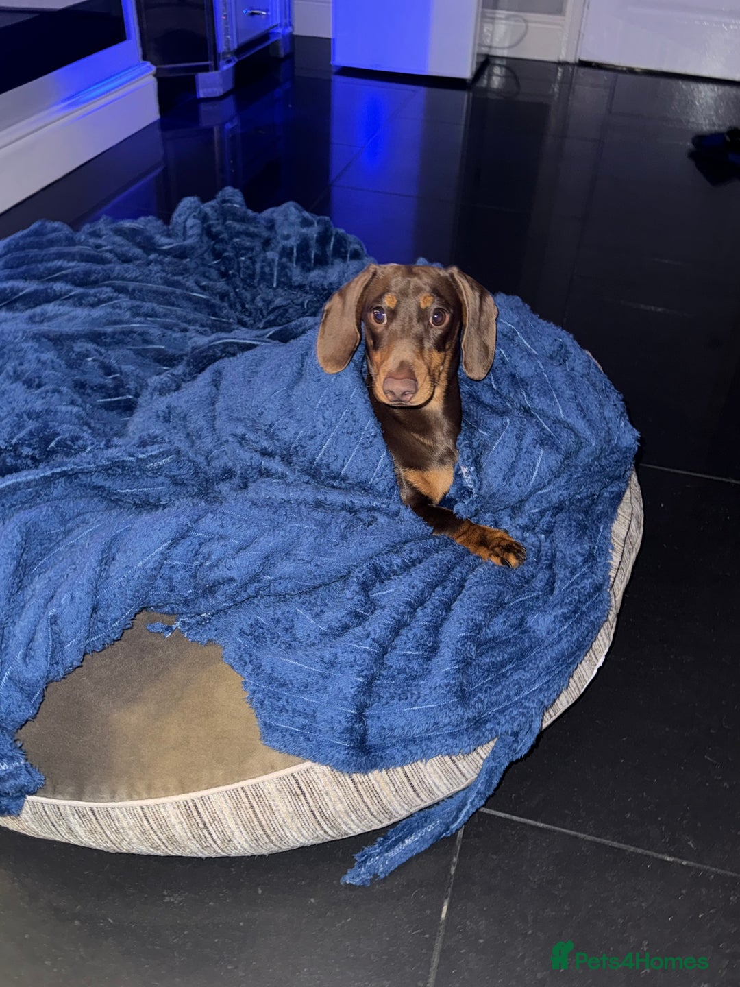 Miniature Dachshund dogs for stud: Miniature dachshund male for stud  - Advert 4