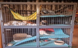 Ferret rodents for sale: 2 male pet ferrets and full setup  - Image 4