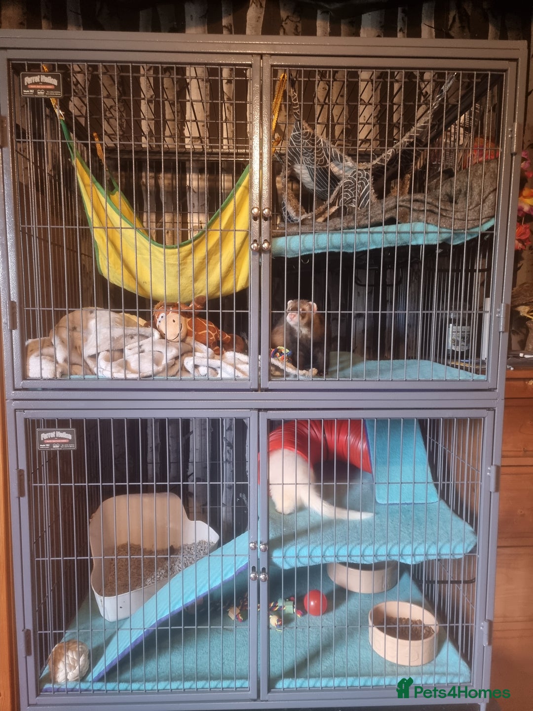 Ferret rodents for sale: 2 male pet ferrets and full setup  - Image 4