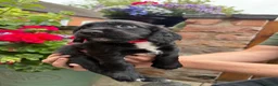Cocker Spaniel dogs for sale: KC Registered Cocker Spaniel Puppies - Advert 9