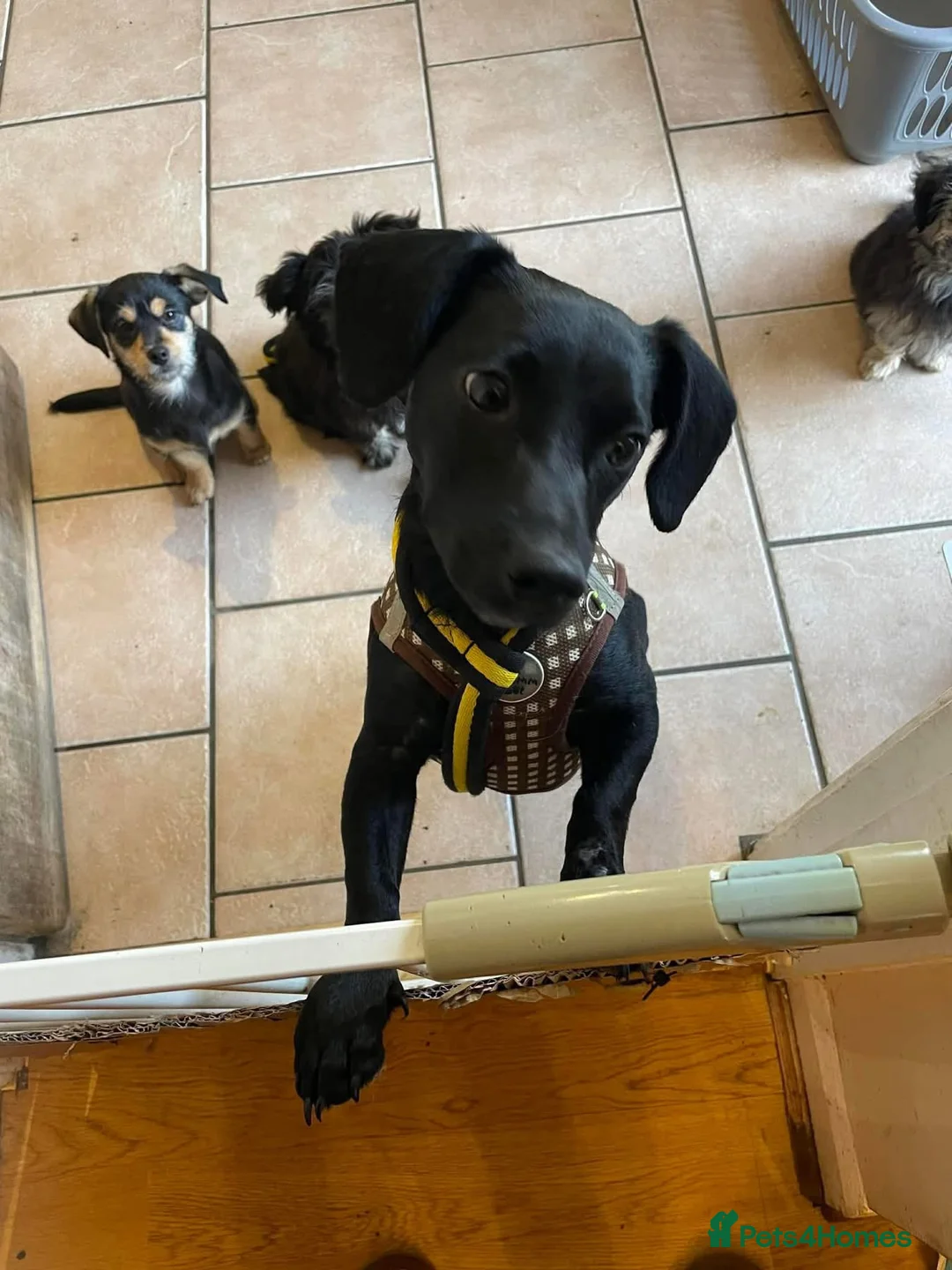 Mixed Breed dogs for adoption: Loki - Hingham Norfolk  - Advert 2