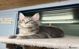 Maine Coon cats for sale: 2 Maine Coon Boys Ready To Go! - Image 2