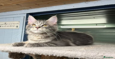 Maine Coon cats - Advert 9