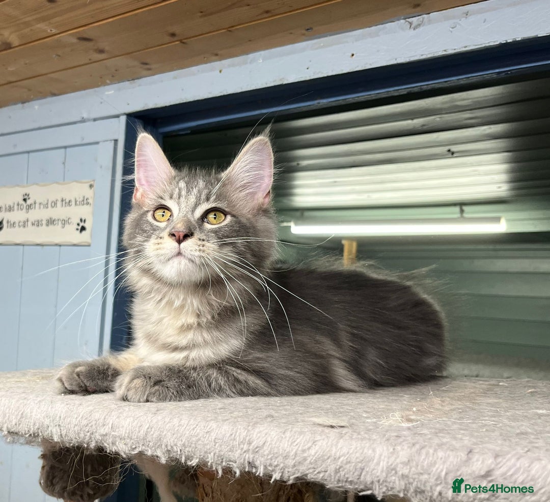 Maine Coon cats for sale: 2 Maine Coon Boys Ready To Go! - Image 2