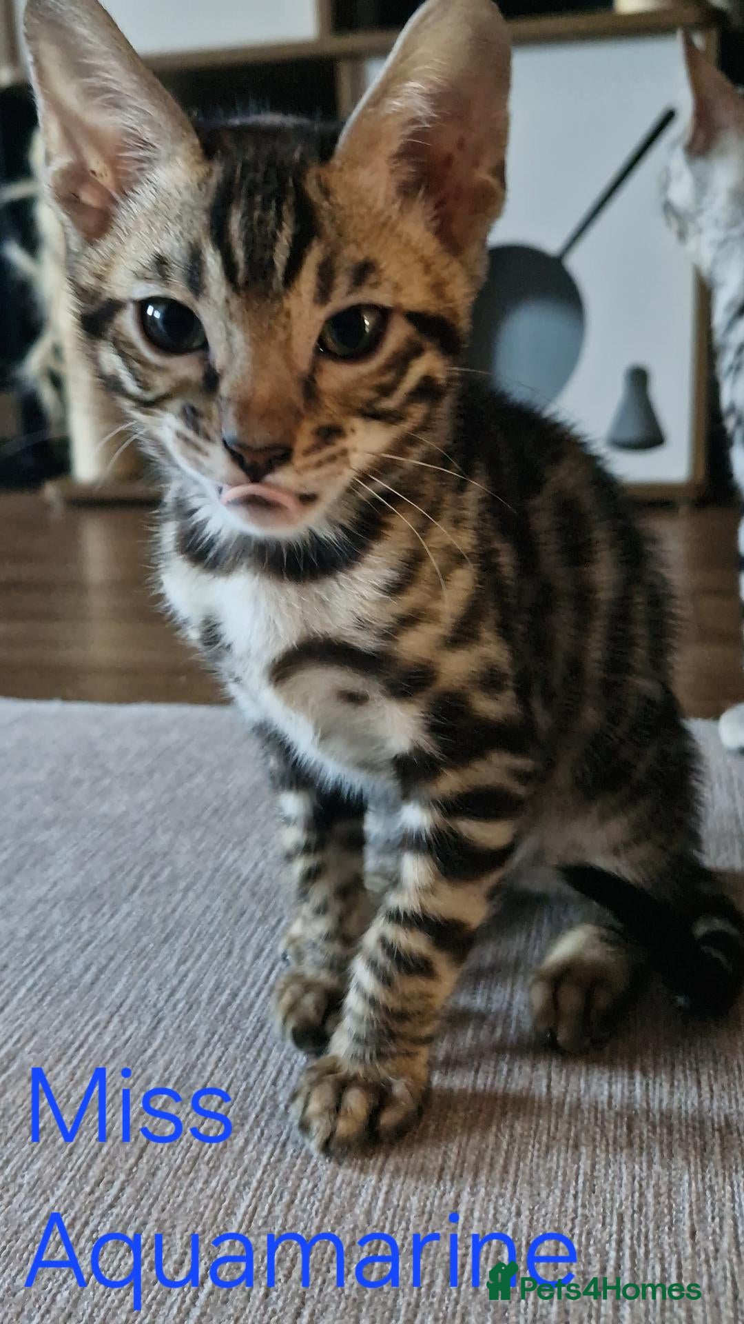 Bengal cats READY Genetic & Health Tested Bengal Kittens - Advert 2