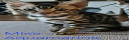 Bengal cats for sale: READY Genetic & Health Tested Bengal Kittens - Advert 2