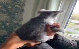 Mixed Breed cats for sale: 6 gorgeous kittens😍Ready Now - Image 7