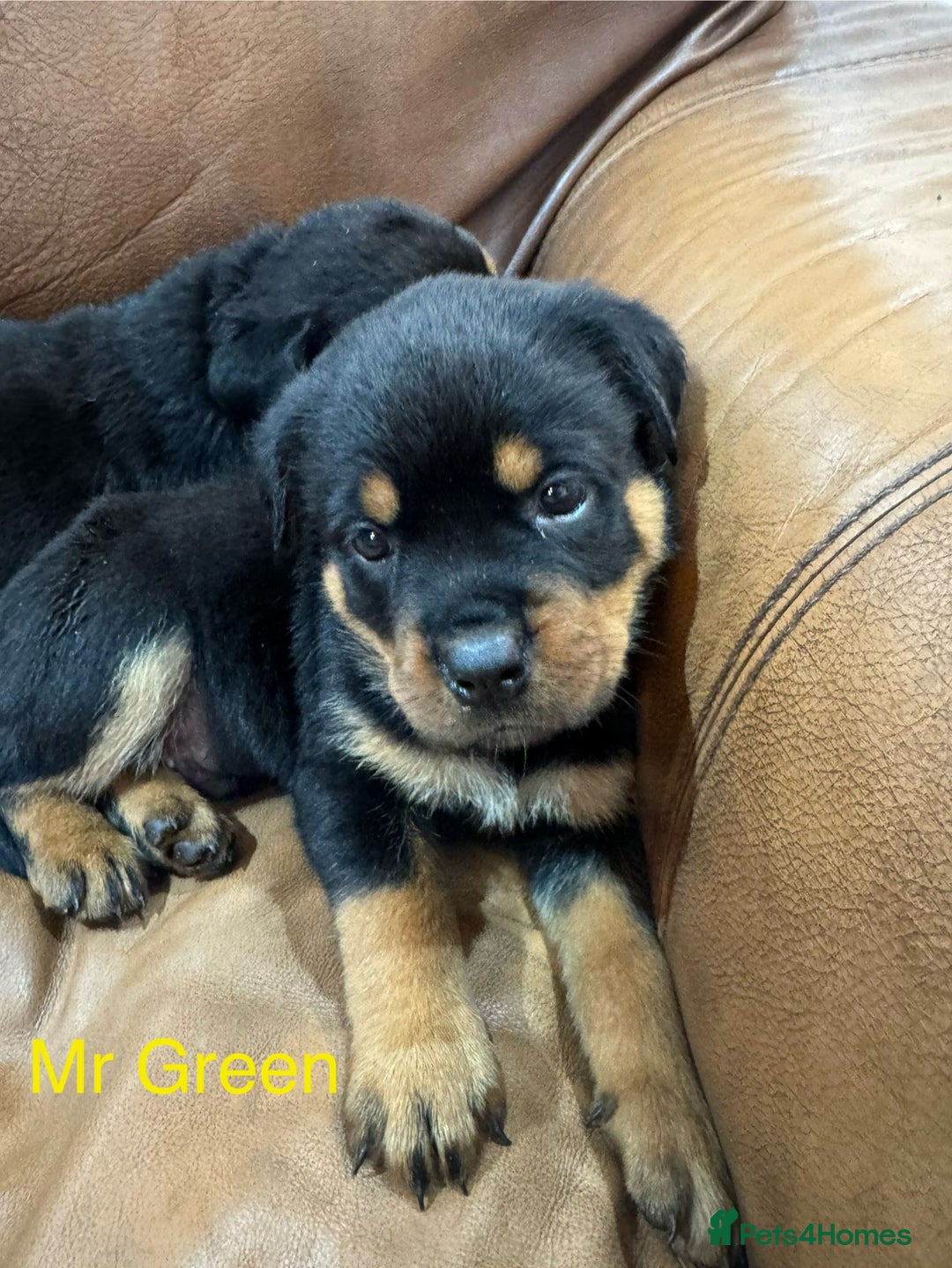 Rottweiler dogs for sale: KC Registered German Rottweiler Puppies - Image 10