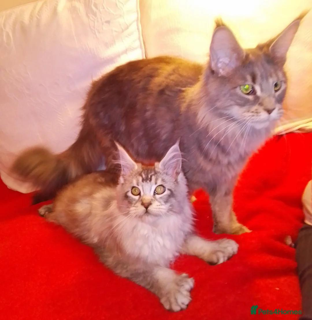 Maine Coon cats for sale: POLYDACTYL large TICA boy - collect S.WALES/SURREY - Advert 8