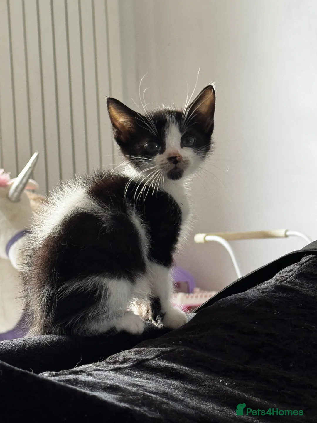 Mixed Breed cats for sale: READY NOW 4 beautiful kittens 3 girls 1 boy - Advert 6