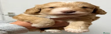 Cockapoo 6