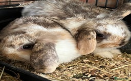 Mini Lop rabbits for sale: Mini Lop Baby Boys - Image 20
