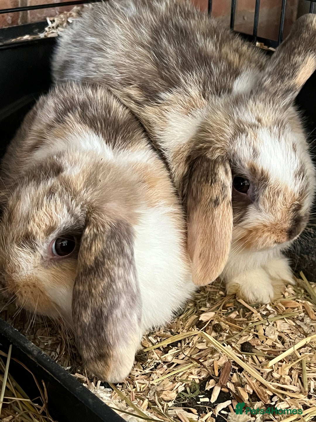 Mini Lop rabbits for sale: Mini Lop Baby Boys - Image 20