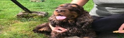 Cocker Spaniel dogs for stud: Health tested show cocker STUD in Ashbourne - Advert 4