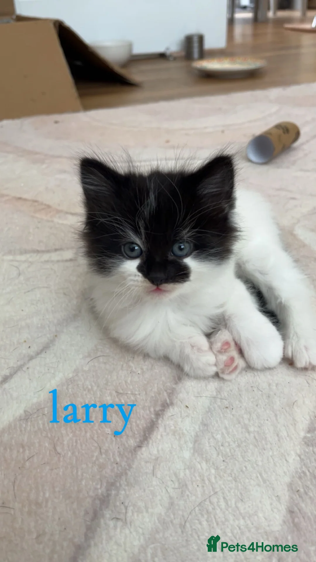 Mixed Breed cats for sale: THREE ADORABLE KITTENS FOR FOREVER HOME - Advert 2