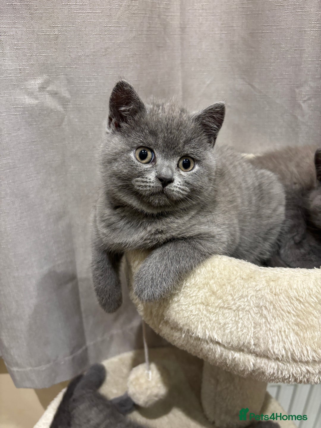 British Shorthair cats for sale: British shorthair kittens for sale - Advert 4