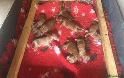 Miniature Poodle dogs for stud: Miniature red poodle stud  in Maidstone - Image 7