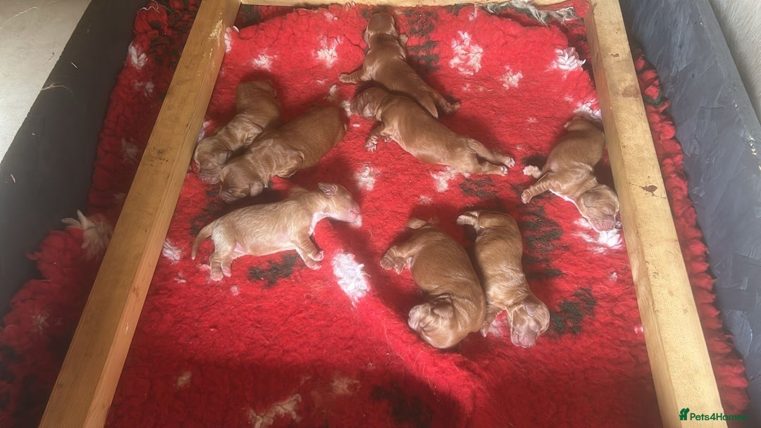 Miniature Poodle dogs for stud: Miniature red poodle stud  in Maidstone - Image 7