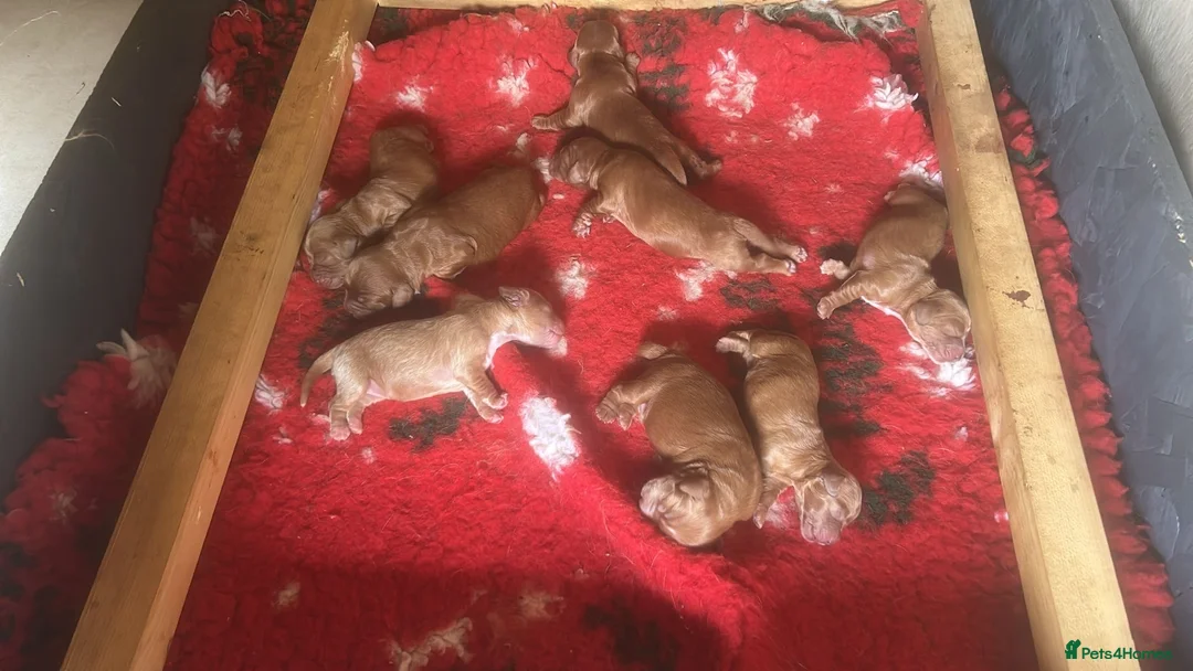 Miniature Poodle dogs for stud: Miniature red poodle stud  in Maidstone - Advert 8