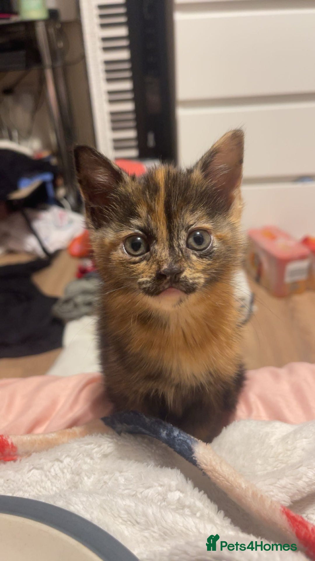 Mixed Breed cats for sale: 3 kittens for sale.  - Image 5