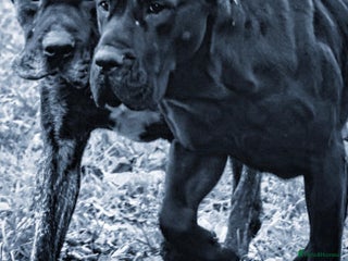 Presa Canario dogs Presa Canario Puppies (Recognised Breeder) - Advert 4