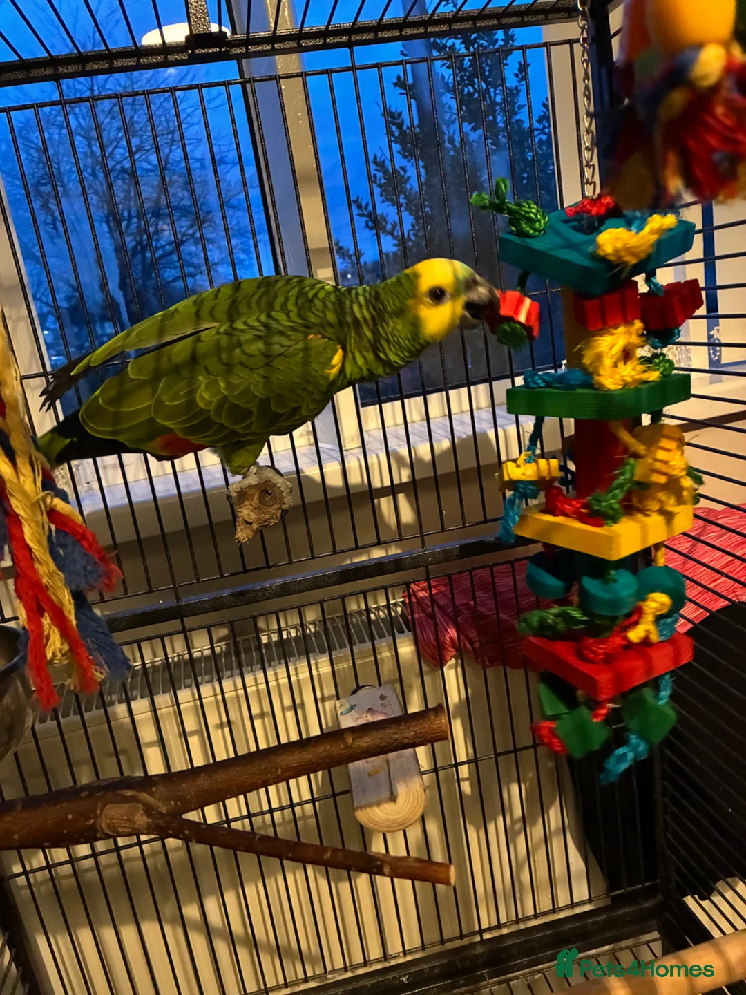 Parrots birds for sale: Amazon parrot  - Advert 3