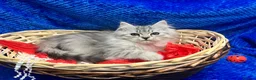 Siberian cats for sale: 🩶🩶Stunning Silver Traditional Siberian’s🩶🩶 - Advert 4