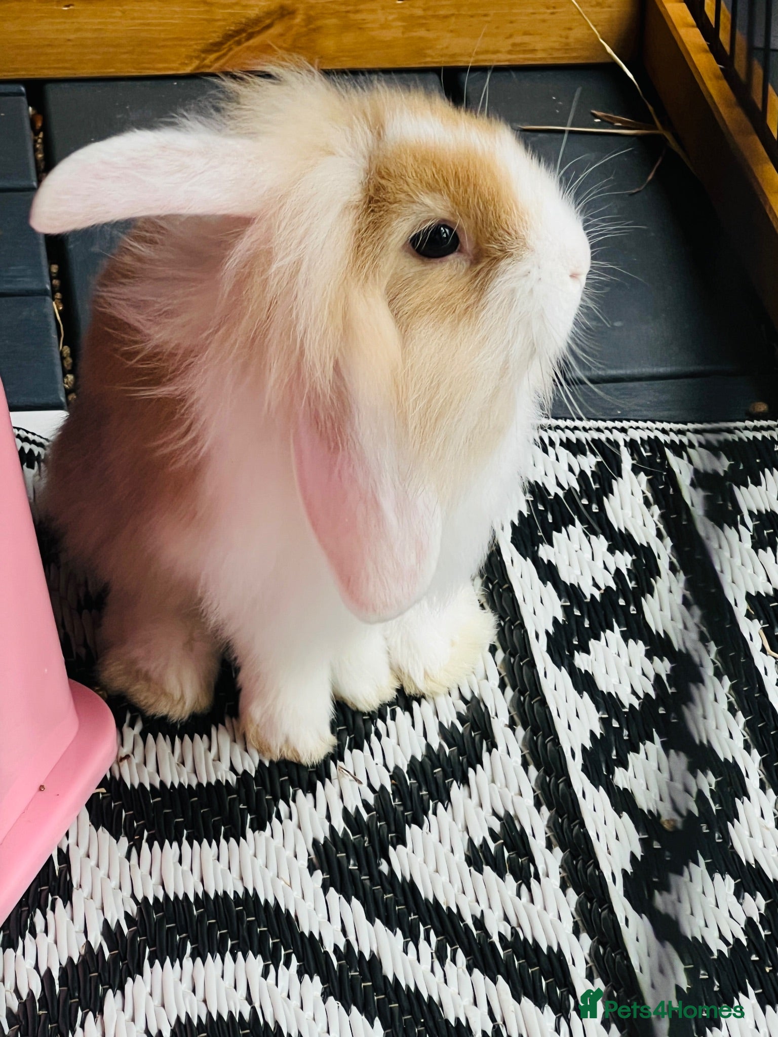 Mixed Breed rabbits Mini lops and lionhead baby rabbits - Advert 9